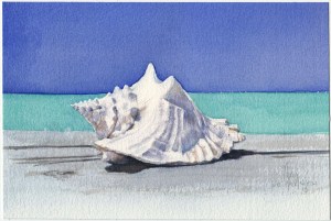 Bahamian Conch Shell