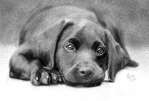 Labrador puppy